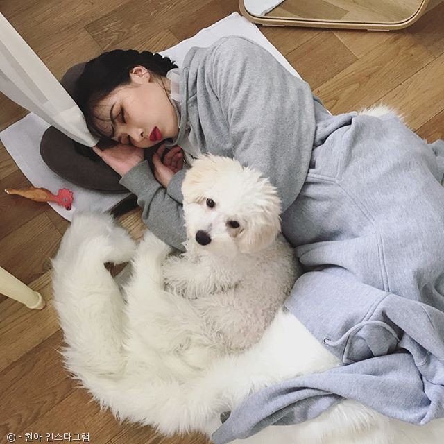 노트펫