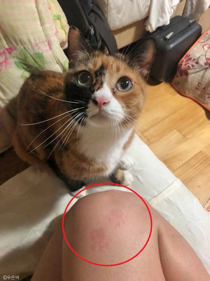 노트펫
