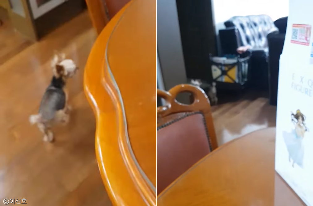노트펫