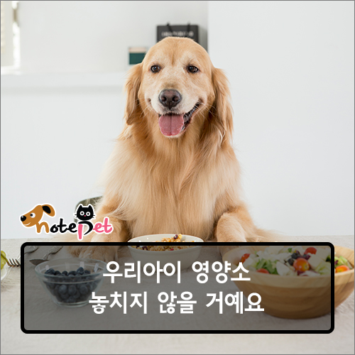 노트펫