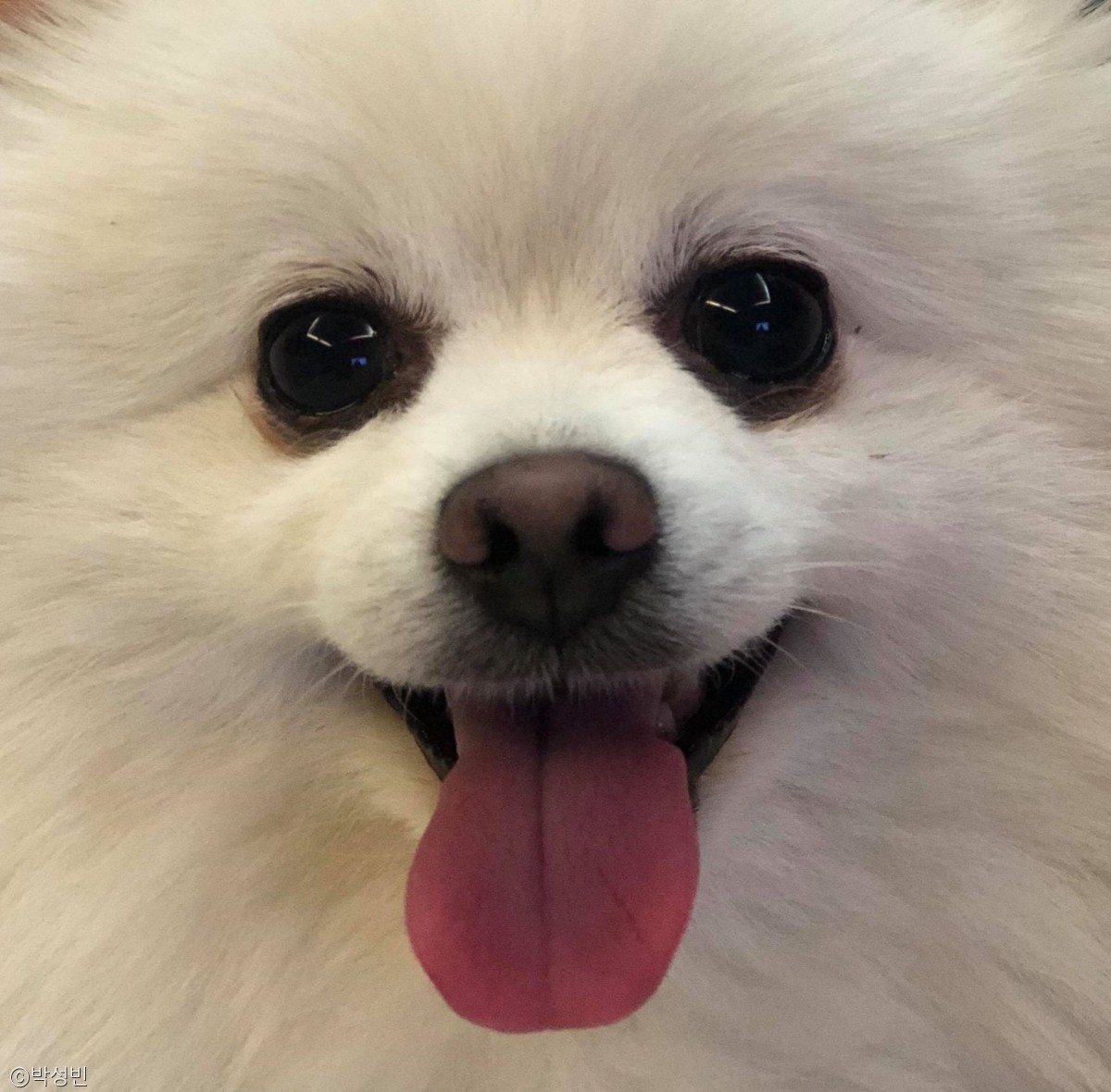 노트펫
