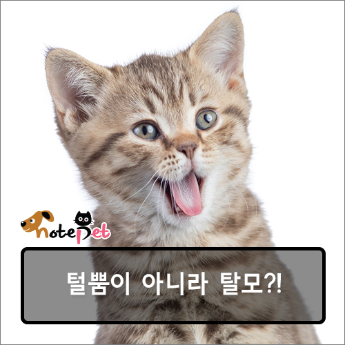 노트펫