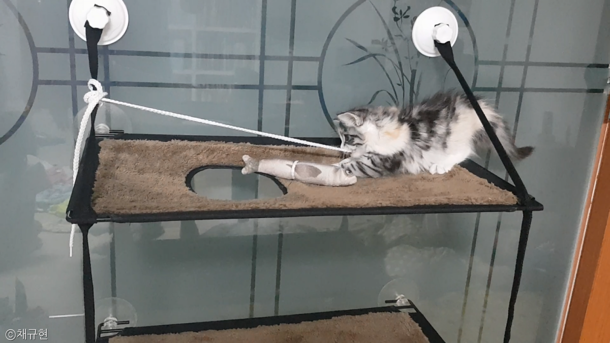 노트펫