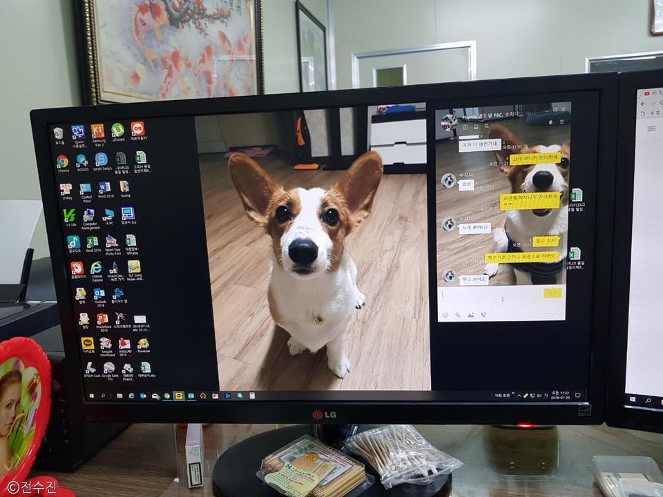 노트펫