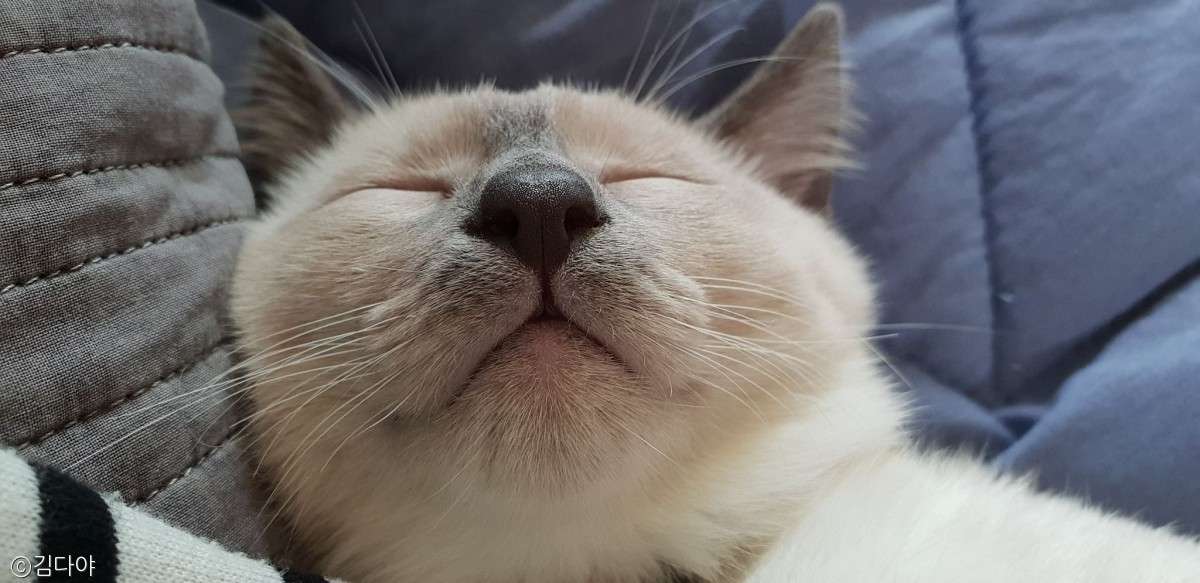 노트펫