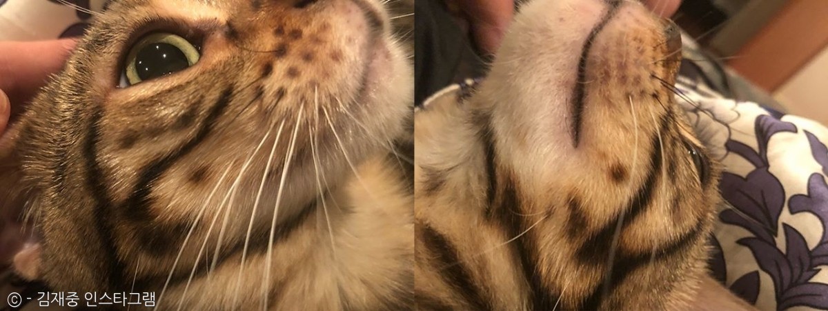 노트펫