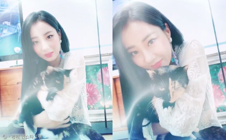 노트펫