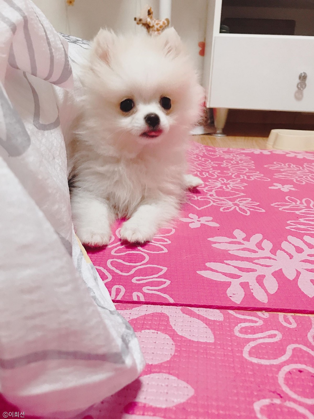 노트펫