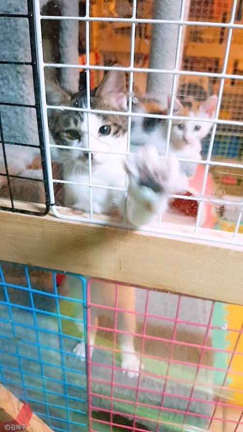 노트펫