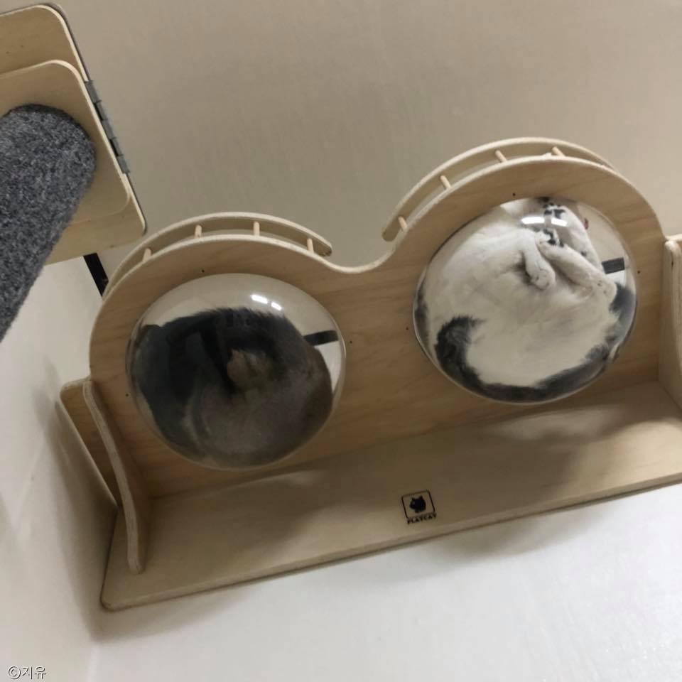 노트펫