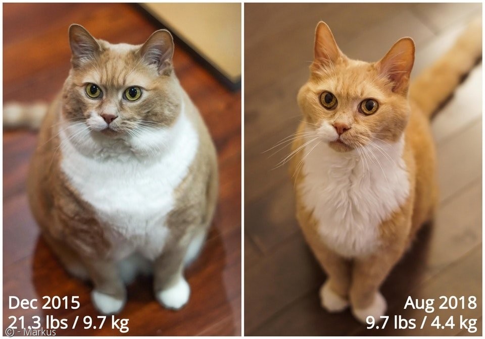 노트펫