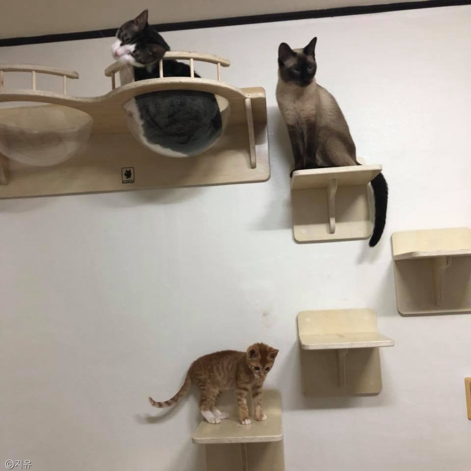 노트펫