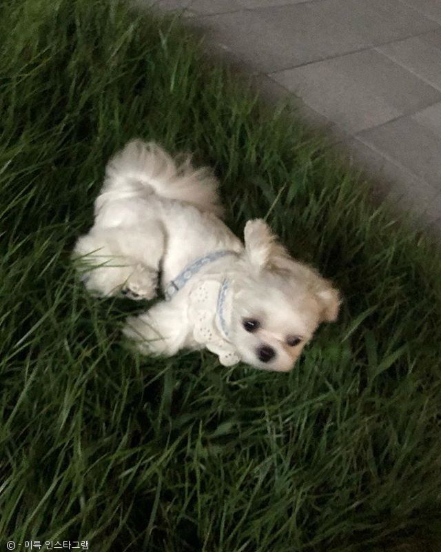 노트펫
