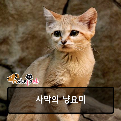 노트펫