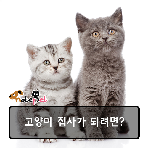 노트펫