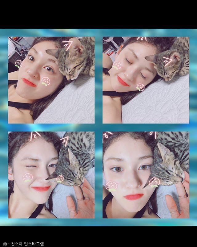 노트펫
