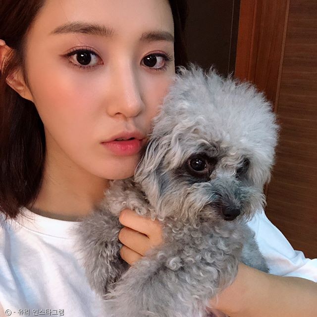 노트펫
