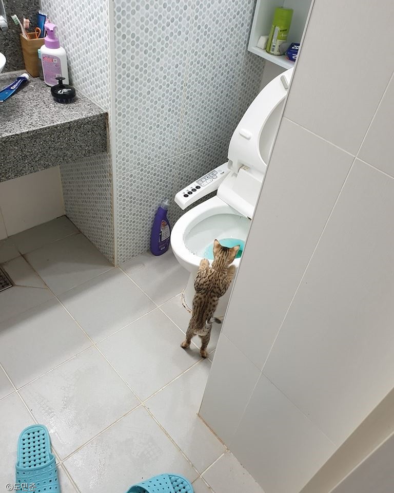 노트펫