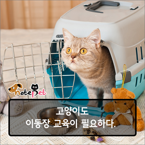 노트펫