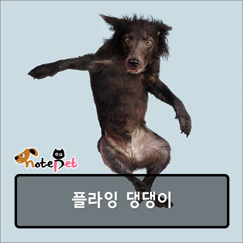 노트펫