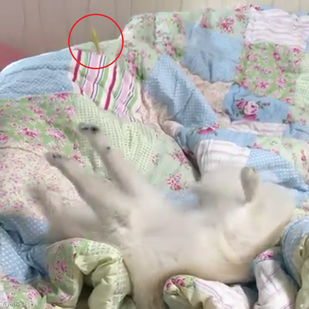 노트펫