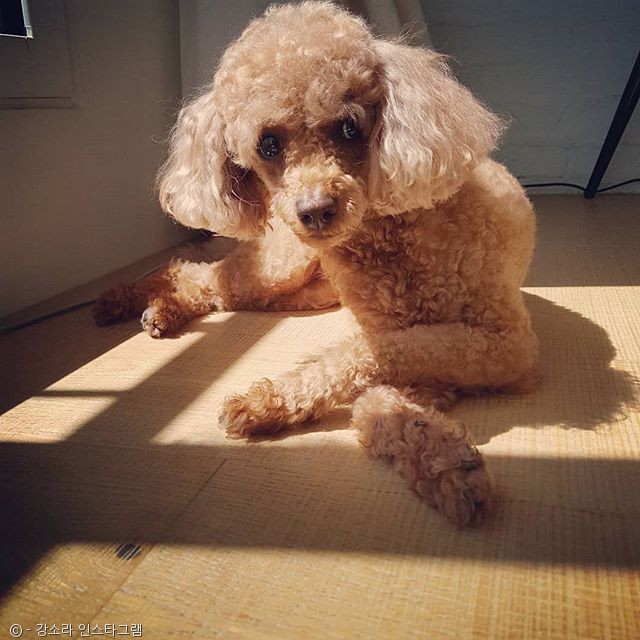 노트펫