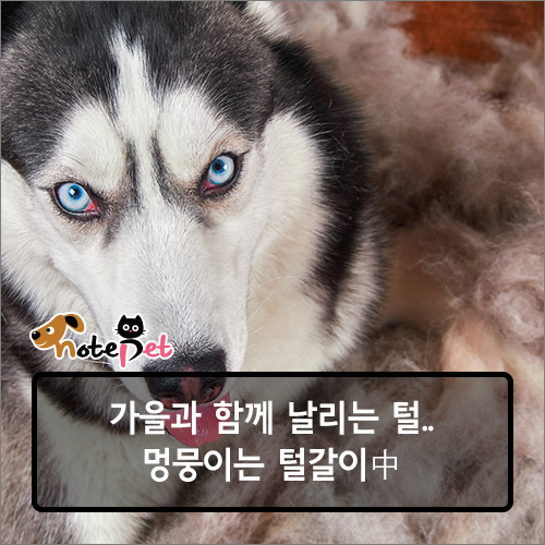 노트펫