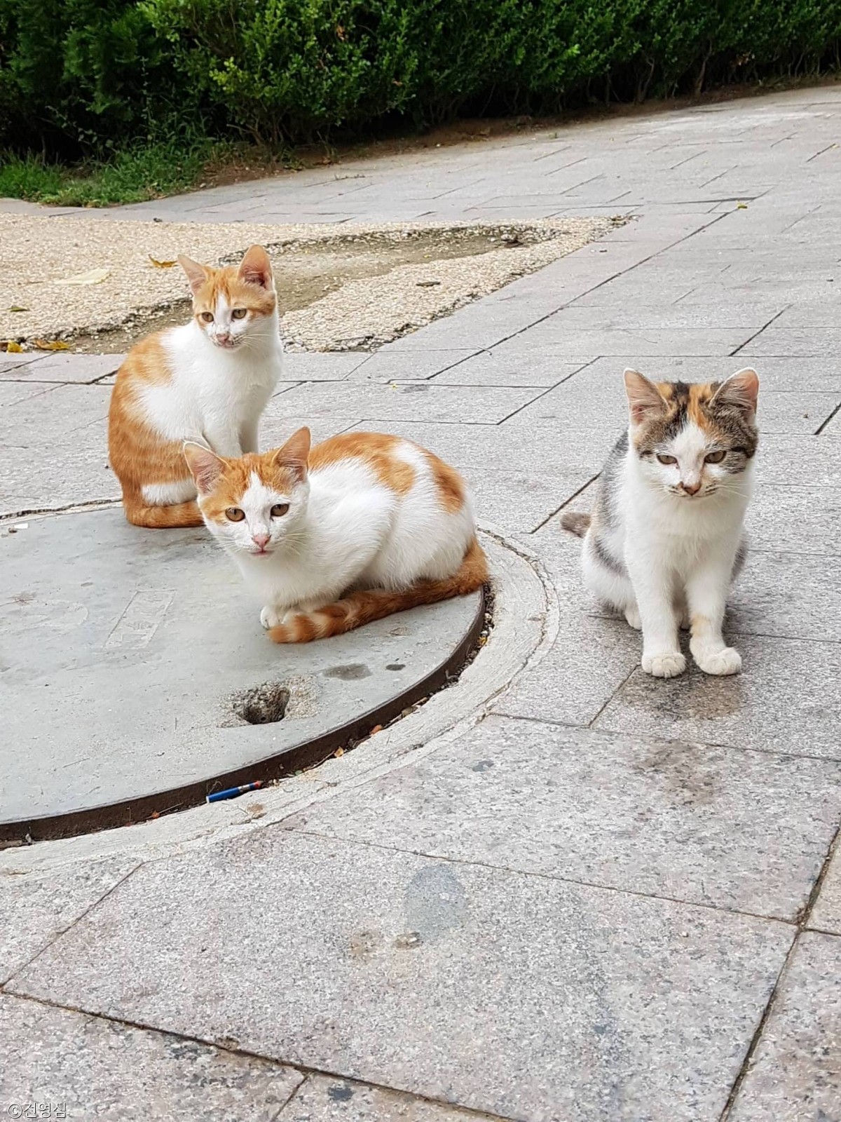 노트펫