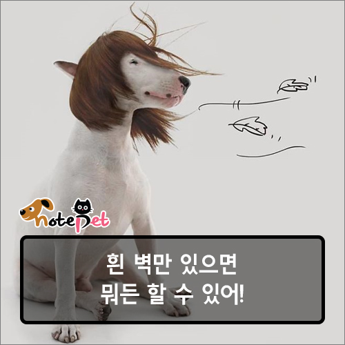 노트펫