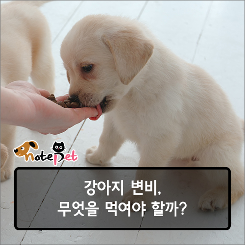 노트펫