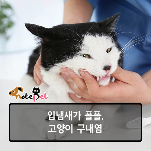 노트펫