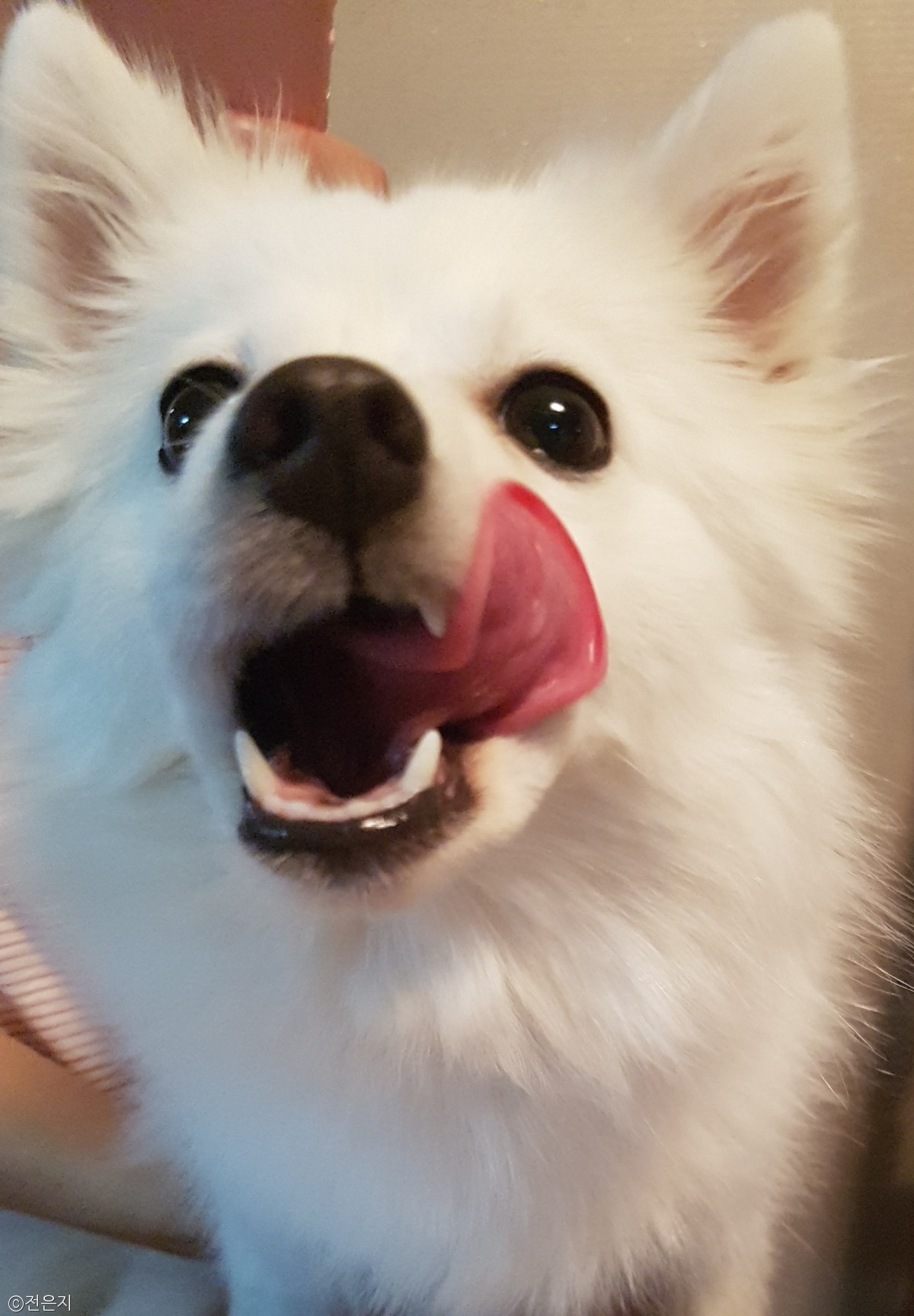 노트펫