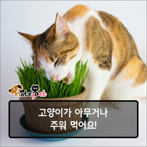 노트펫