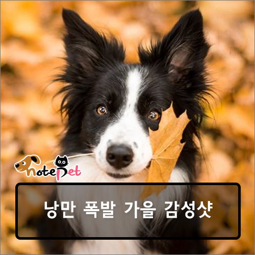노트펫