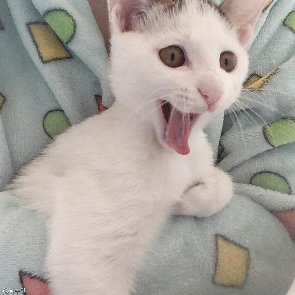 노트펫