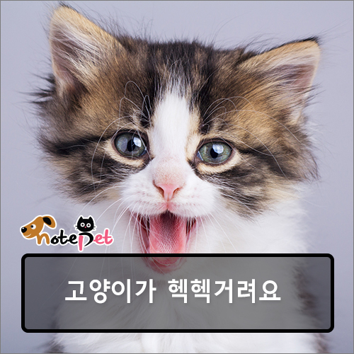 노트펫