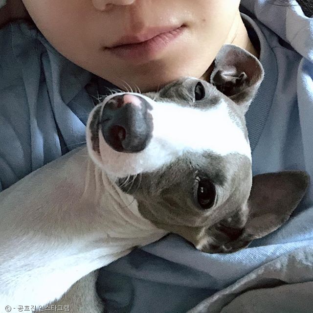 노트펫