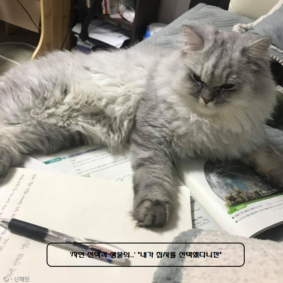 노트펫