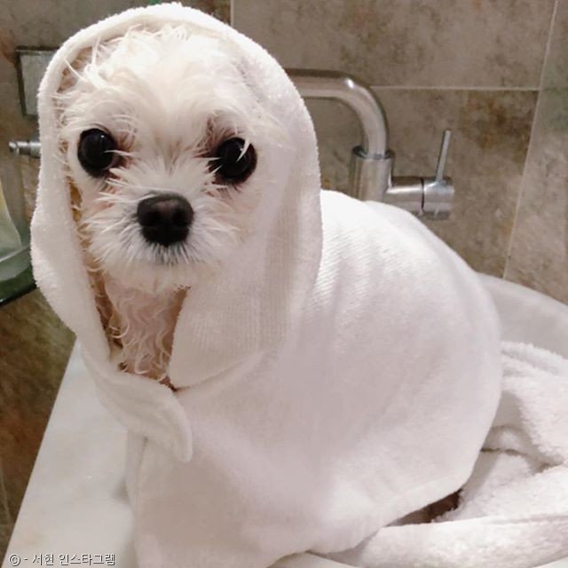 노트펫