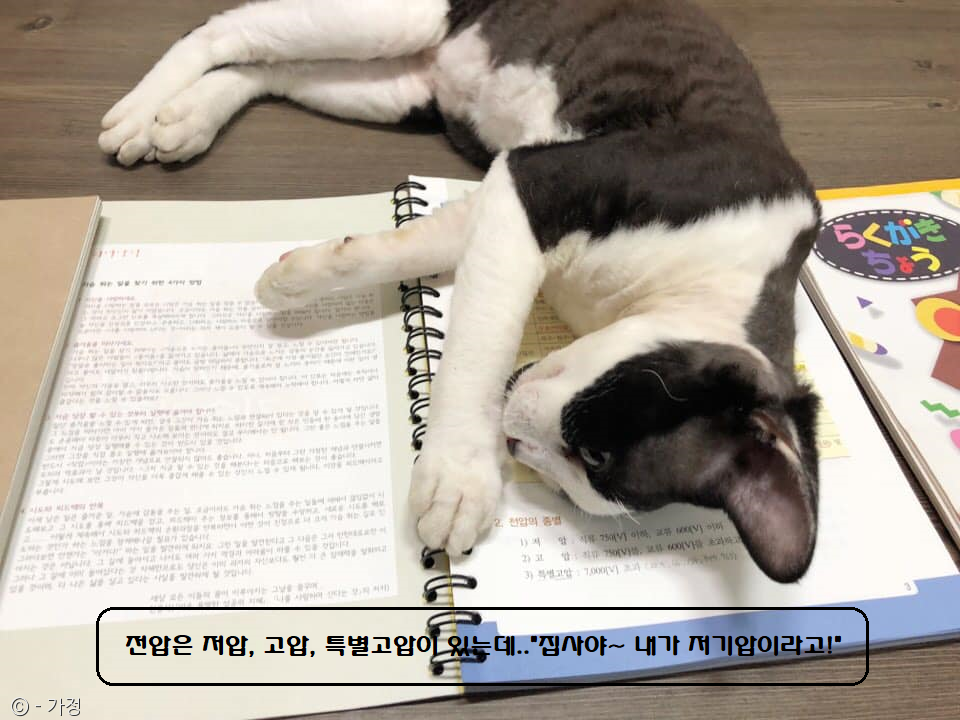 노트펫