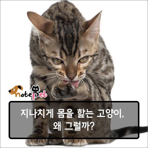 노트펫