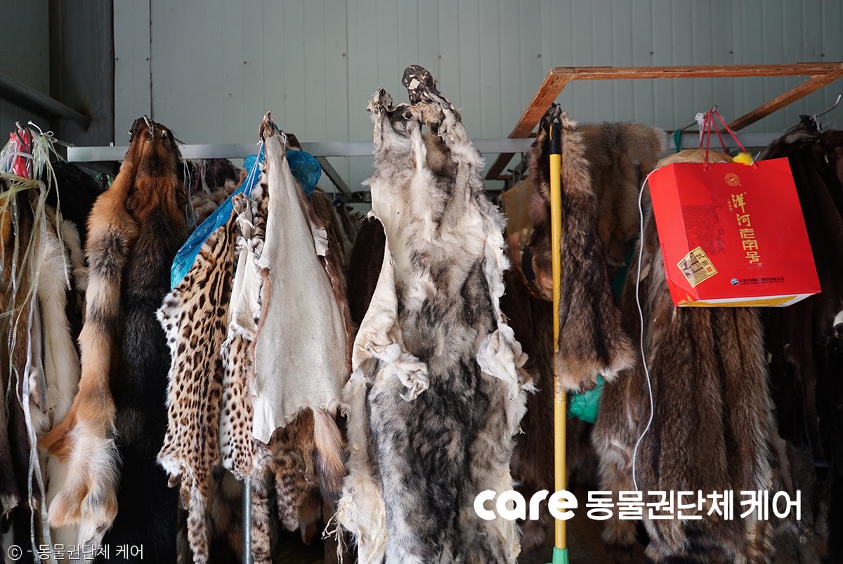 노트펫