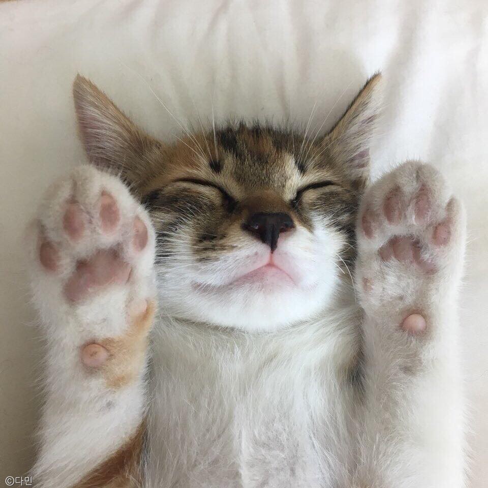 노트펫