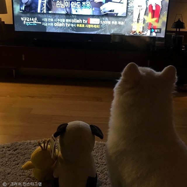 노트펫