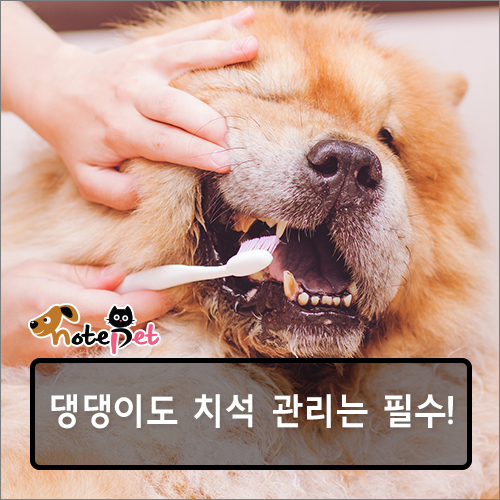 노트펫