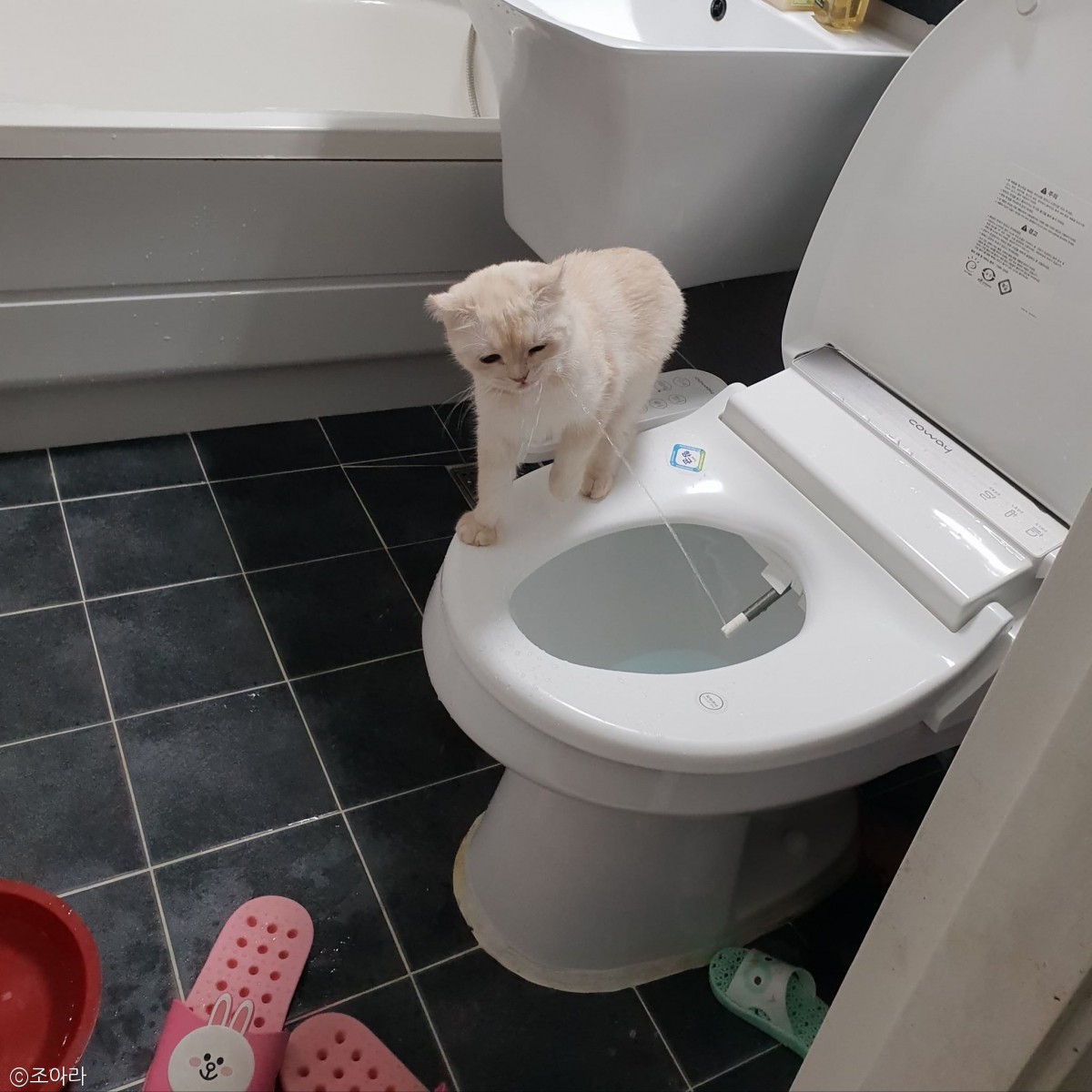 노트펫