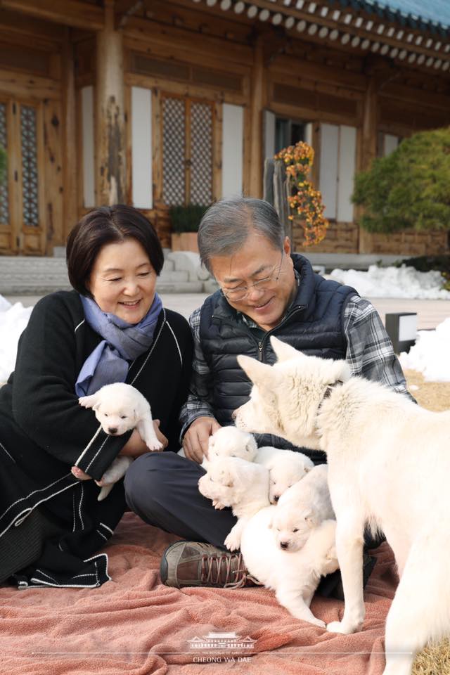 노트펫