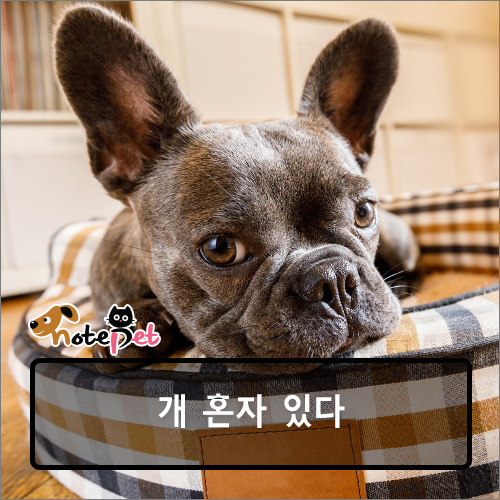 노트펫