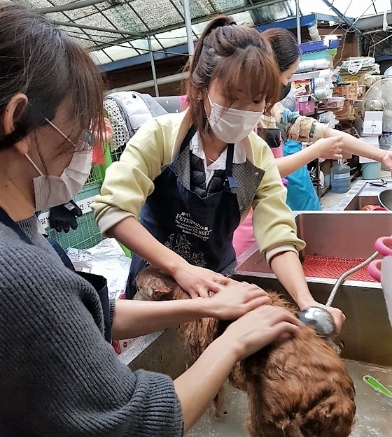 노트펫
