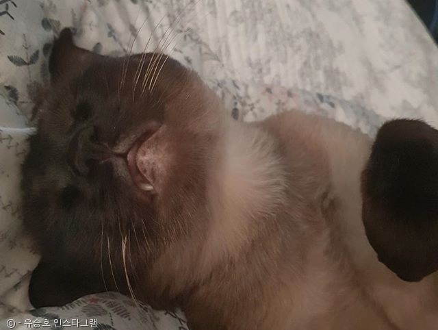 노트펫